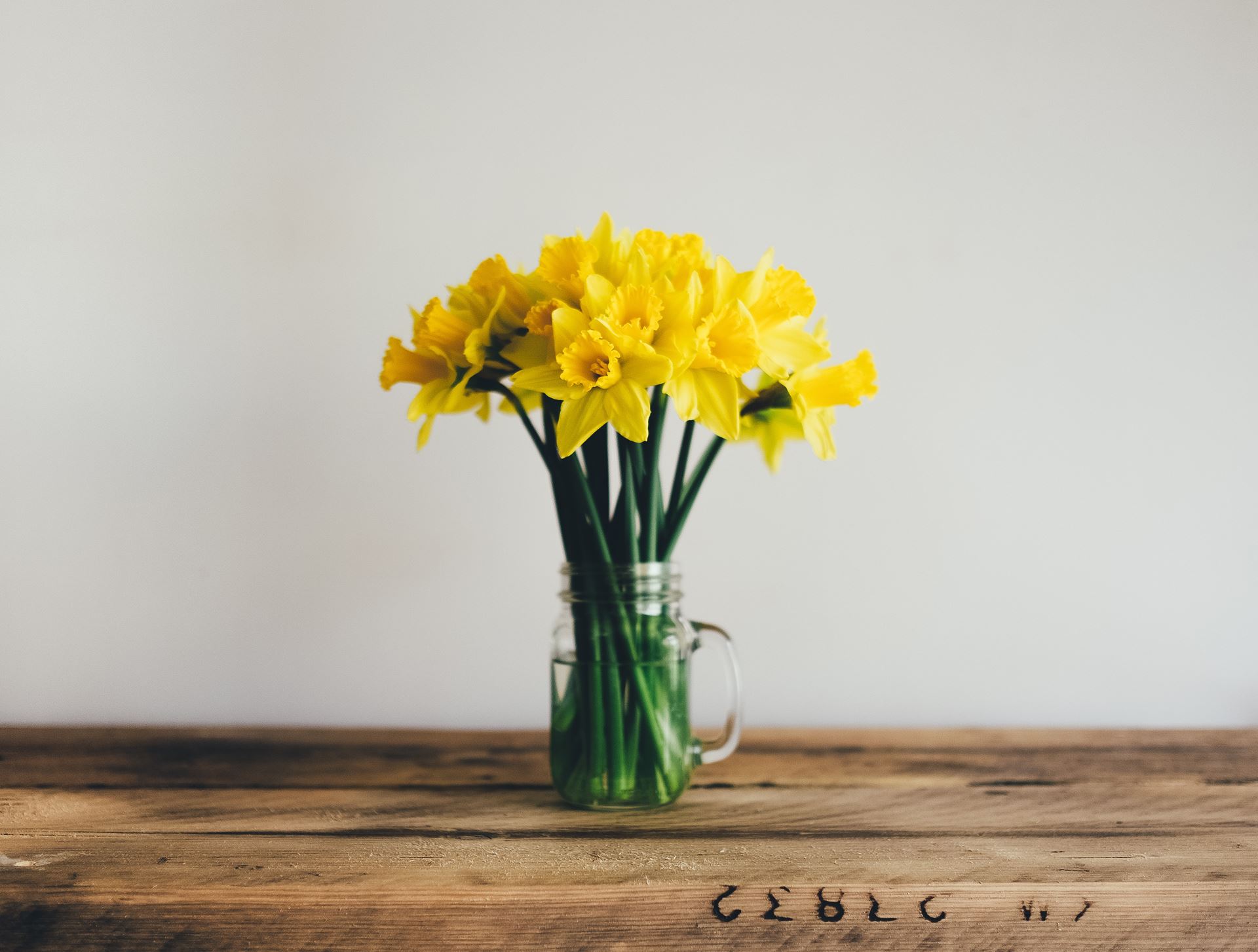 daffodils